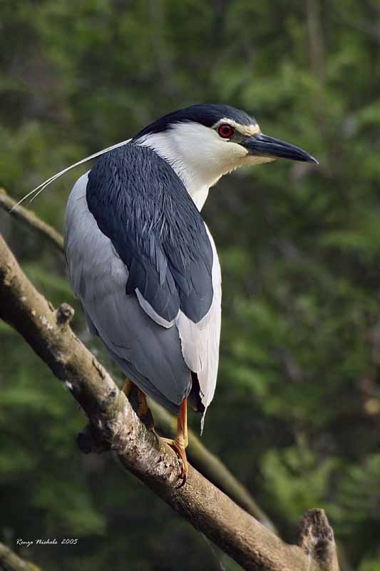 Nitticora - Nycticorax nycticorax